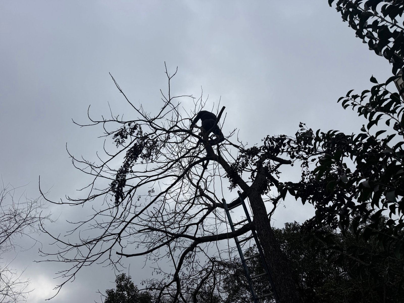 Tree trimming in a tall tree canopy