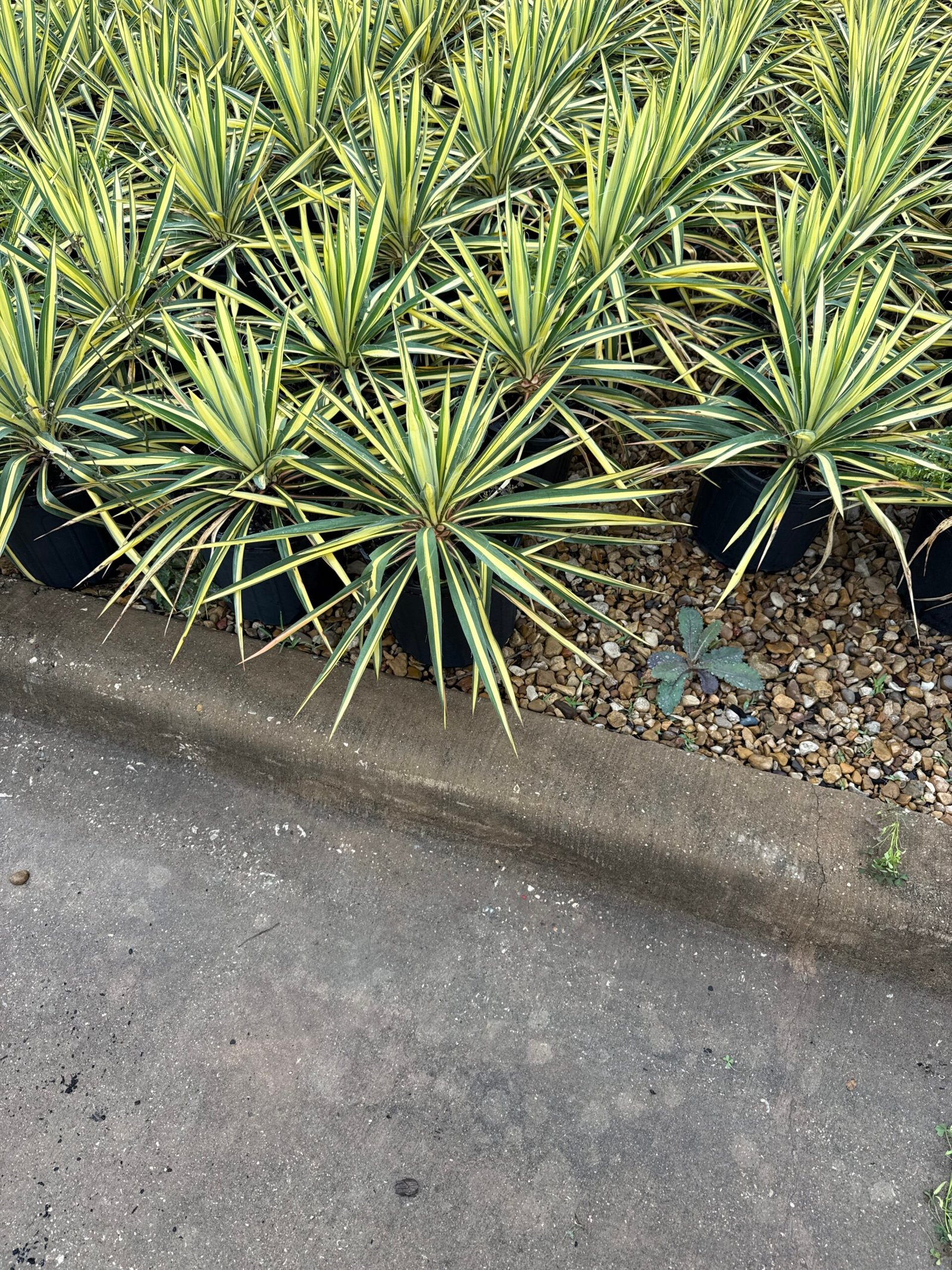 Spiky ornamental plants in a landscape bed beside a parking lot curb