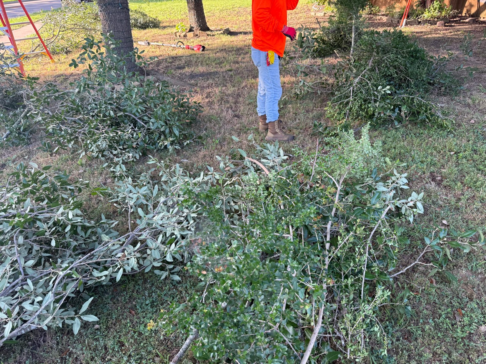 Pile of cut branches after tree trimming in a yard