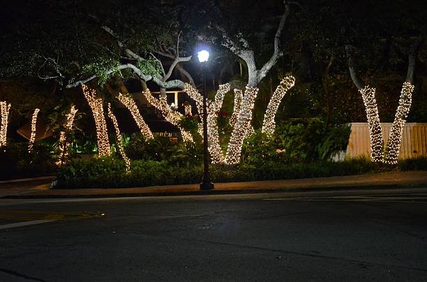 Trees wrapped in warm white holiday lights along a street at night