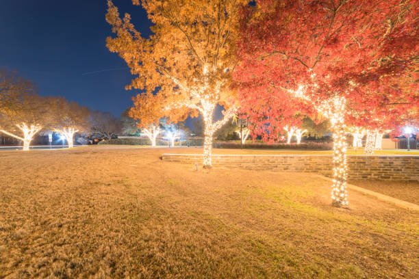 Trees wrapped in warm white holiday lights on a commercial property lawn at night